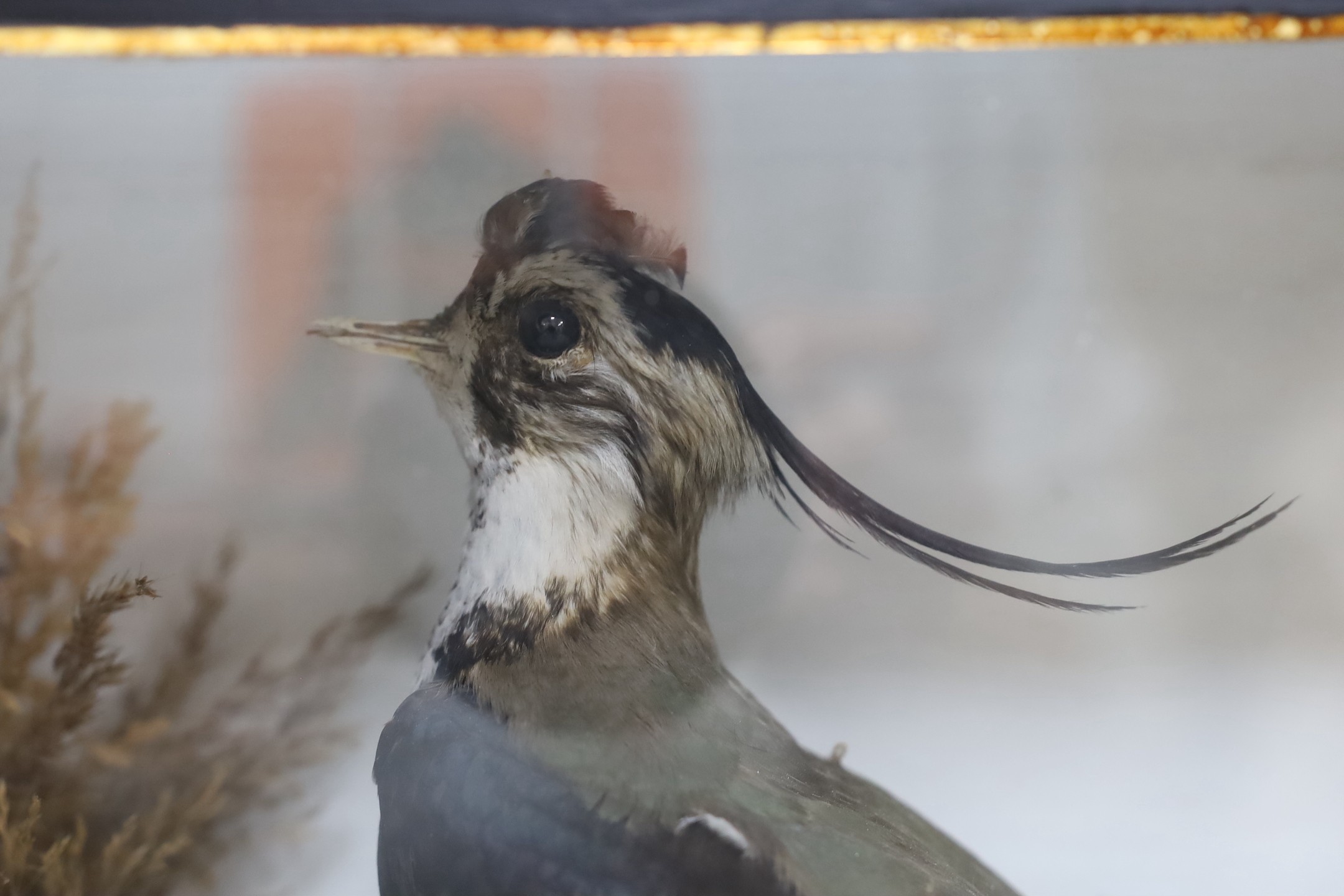 A cased taxidermy Lapwing, case 34.5cms wide x 28cms high